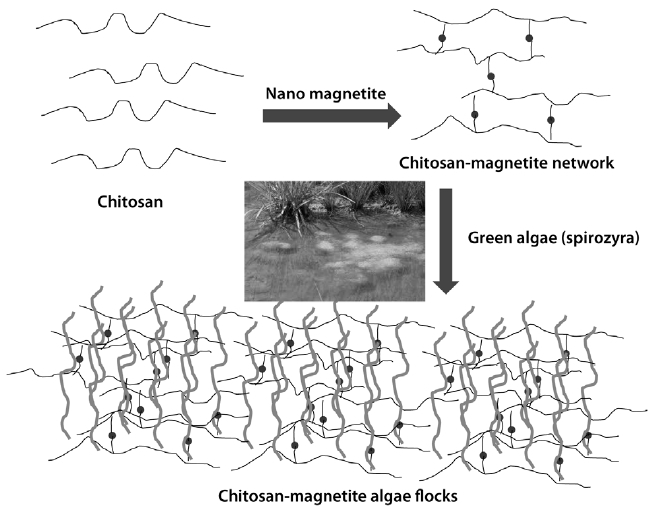 Algae removal by the chitosan-magnetite network.