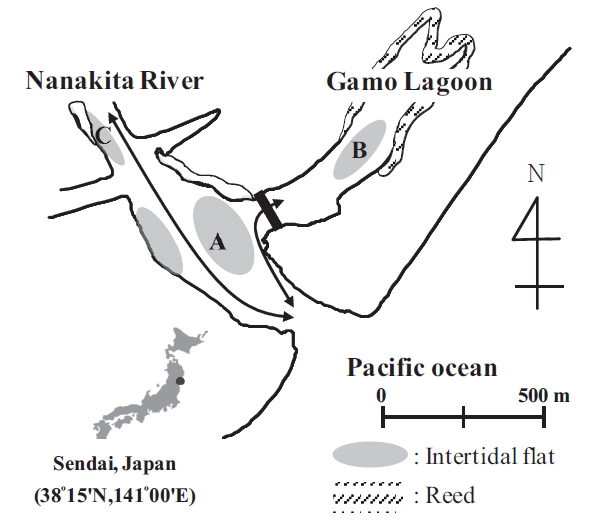 The study site and sampling points in tidal flats of the Nanakita River estuary, Japan.