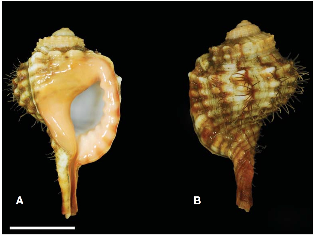 The shell of Cymatium encausticum (Reeve, 1844). A, Ventral view; B, Dorsal view. Scale bar=20 mm.