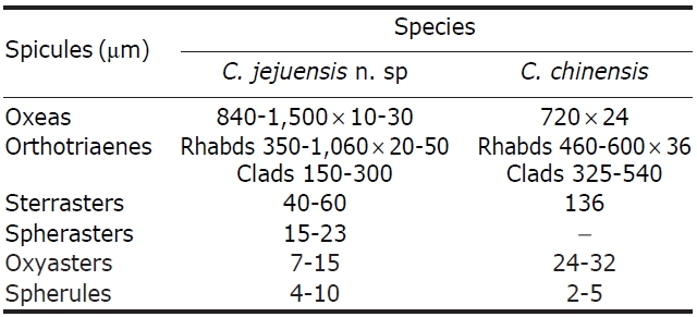 Comparison of spicules between Caminus jejuensis n. sp. and C. chinensis