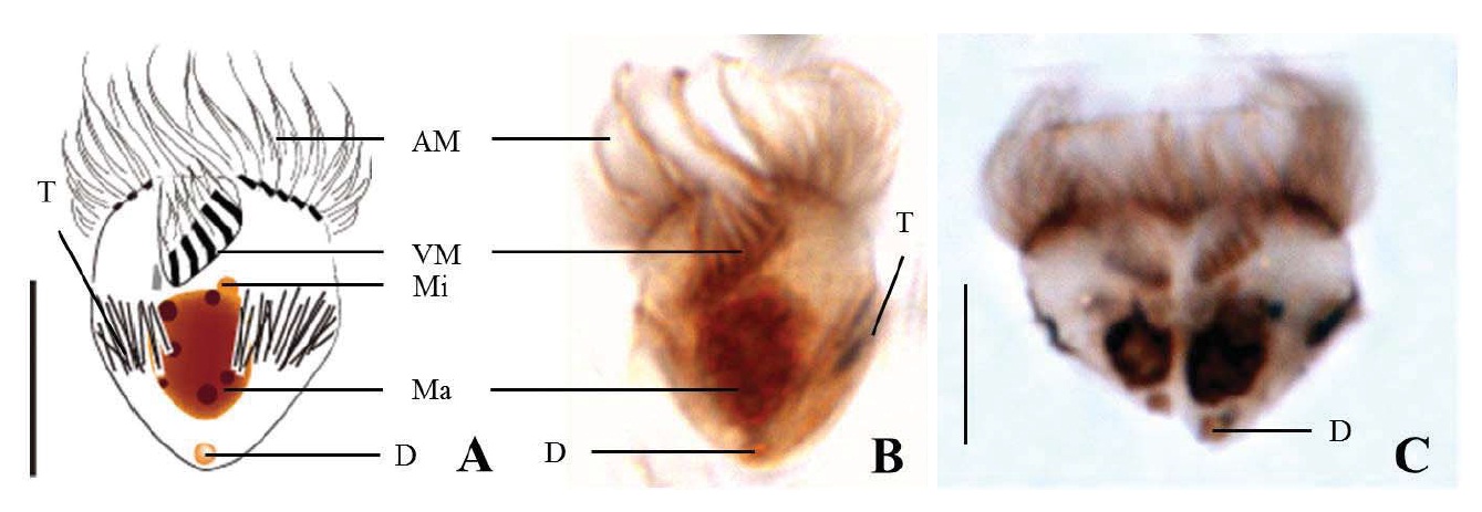 Strombidium epidemum after protargol impregnation. A, B, Ventral view; C, Division of S. epidemum. AM, anterior membranelles; Ma, macronucleus; Mi, micronucleus; D, a tiny globular drop at posterior end; T, trichites; VM, ventral membranelles. Sale bars: A, C=10 μm.