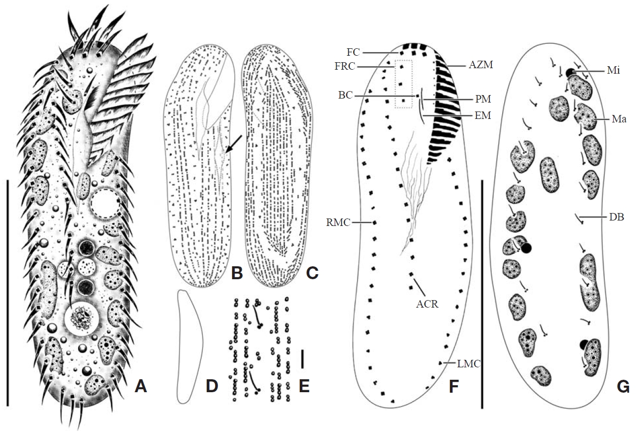 Afroamphisiella multinucleata from live (A-E) and protargol impregnated specimens (F, G). A, Ventral view of typical cell; B, C, Arrangement of canals (arrow) and cortical granules on ventral and dorsal sides; D, Flattened lateral view; E, Cortical granules on dorsal side; F, Somatic and oral infraciliature of ventral side; G, Dorsal kineties and nuclear apparatus. ACR, amphisiellid median cirral row; A(Z)M, adoral (zone of) membranelles; BC, buccal cirrus; DB, dorsal bristles; EM, endoral membrane; FC, frontal cirri; FRC, frontotal-row cirri (dotted box); LMC, left marginal cirri; Ma, macronuclei; Mi, micronuclei; PM, paroral membrane; RMC, right marginal cirri. Scale bars: A, G=50 μm, E=5 μm.