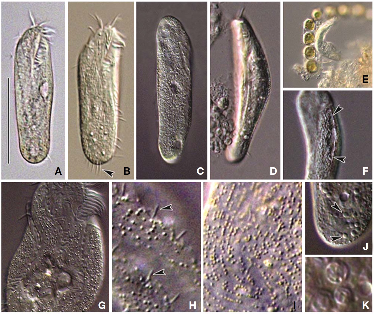 Photomicrographs of Afroamphisiella multinucleata from live specimens. A, Ventral view of typical cell; B, Somatic ciliature and end of right marginal row (arrowhead) on ventral side; C, Arrangement of cortical granules on dorsal side; D, Flattened lateral view; E, Showing flexible body; F, Contractile vacuole with collecting canal (arrowheads); G, Arrangement of cortical granules on ventral side; H, Dorsal bristles (arrowheads); I, Patterns of cortical granules on dorsal side; J, Fat granules of posterior part (arrowheads); K, Food vacuoles. Scale bar: A=50 μm.