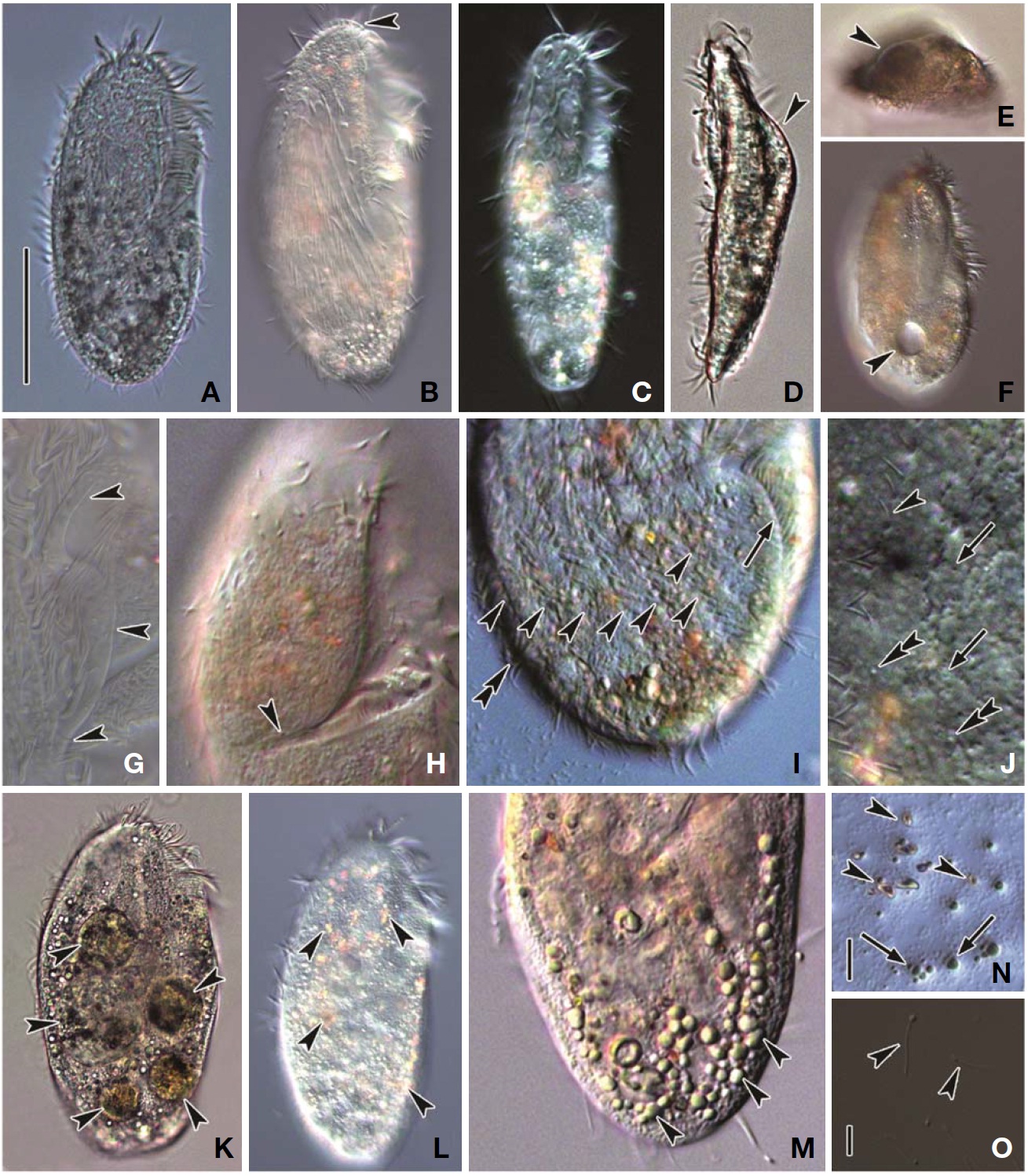 Photomicrographs of Pseudokahliella marina from live specimens. A, Ventral view of typical cell; B, Somatic ciliature and frontal scutum (arrowhead); C, Elongated elliptical body shape; D, E, Ventral side flat while dorsal side convex (arrowheads) from lateral and apical view; F, Contractile vacuole (arrowhead); G, Prominent buccal lip (arrowheads); H, Cytopharynx (arrowhead); I, Left marginal cirri (arrow), frontoventral cirri (arrowheads) and right marginal cirri (double arrowhead); J, Dorsal bristle (arrowhead), cortical granules (double arrowheads) and pore (arrows); K, Food vacuoles (arrowheads); L, Crystals distributed in cell (arrowheads); M, Shining fat globules concentrated on posterior portion (arrowheads); N, Yellowish crystals (arrowheads) and greenish fat globules (arrows); O, Ejected granules (arrowheads). Scale bars: A=50 μm, N, O=5 μm.