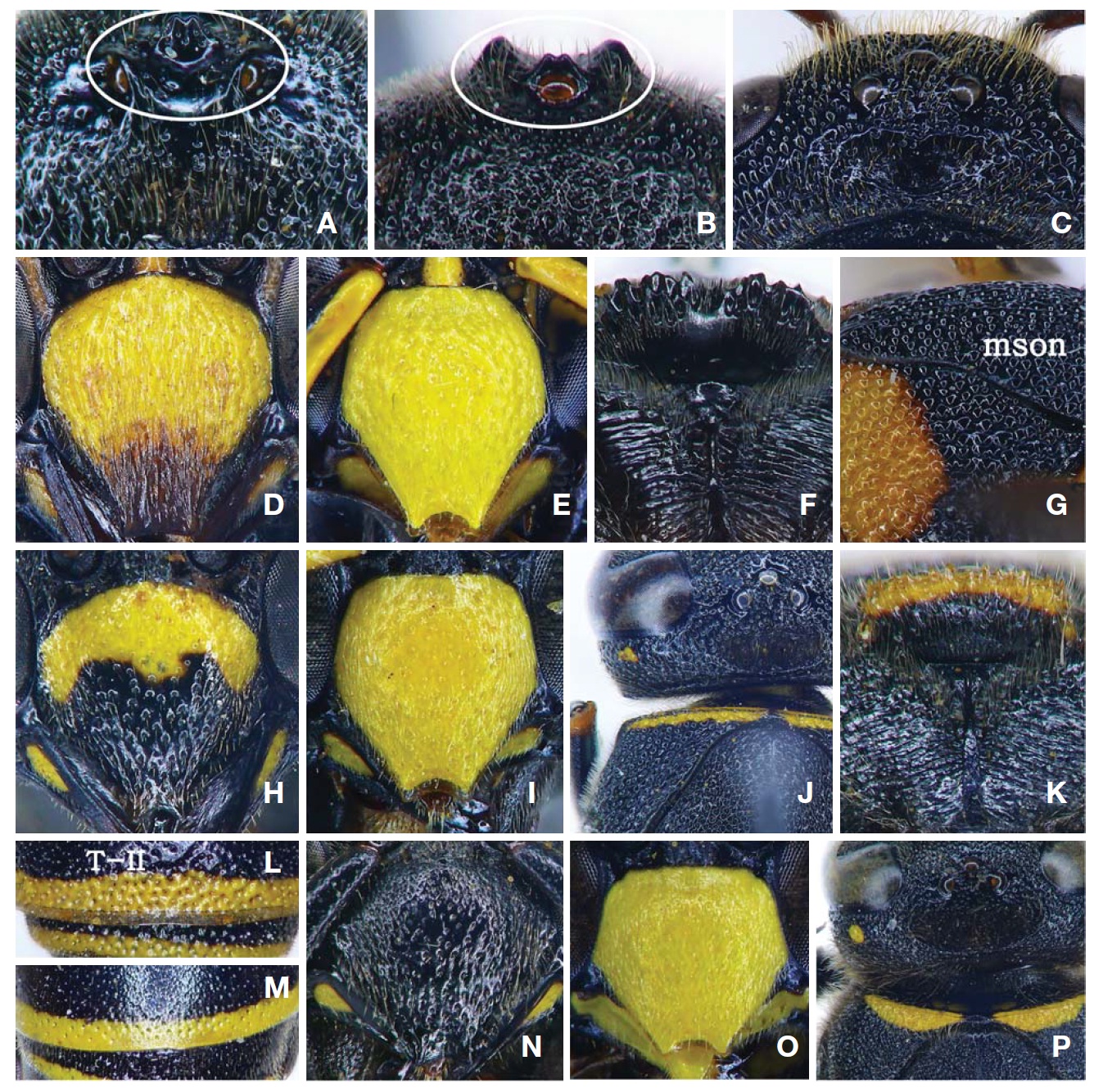 Euodynerus trilobus (A, B), E. dantici violaceipennis (C-G), E. nipanicus (H-L) and E. quadrifasciatus atripes (M-P). A, Tubercles in ocellar region, dorsal view; B, Tubercles in ocellar region, frontal view; C, Head, dorsal view; D, Clypeus, female; E, Clypeus, male; F, Posterior vertical face of metanotum and posterior propodeal face; G, Mesosoma and pronotum, lateral view showing almost bare face; H, Clypeus, femalw; I, Clypeus, male; J, Head and mesosoma (mson) showing short erect dense hairs; K, Posterior vertical face of metanotum and posterior propodeal face; L, Metasomal tergum II (T-II) with apical lamella; M, Tergum II without apical lamella; N, Clypeus, female; O, Clypeus, male; P, Head and mesosoma showing long disheveled dense hairs.