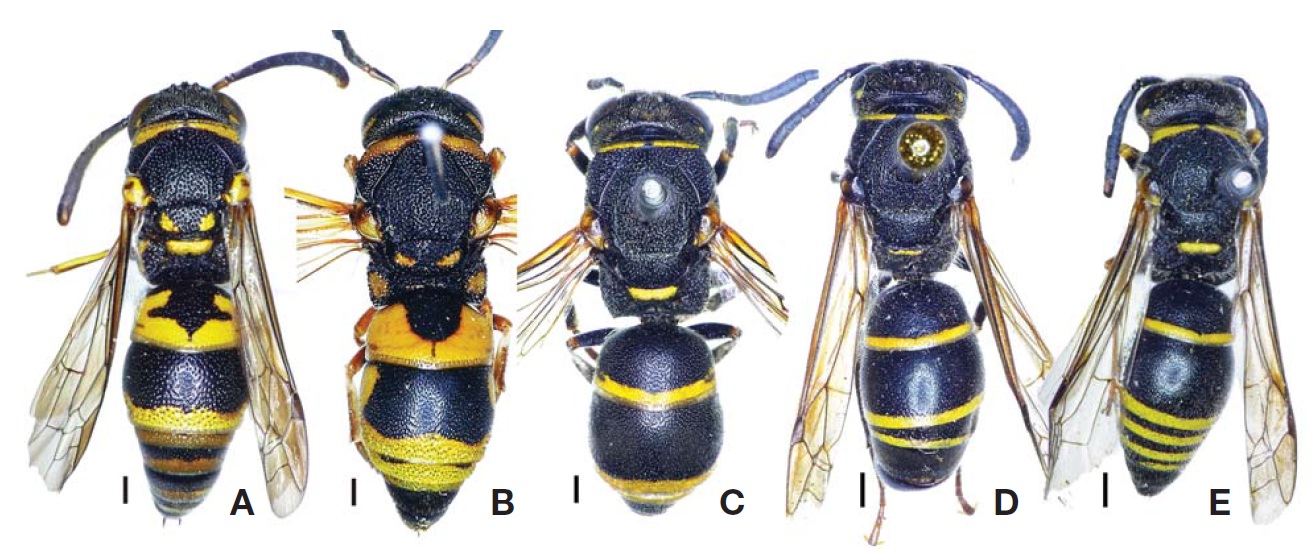 General habitus. A, Euodynerus trilobus, male; B, E. dantici violaceipennis, female; C, E. nipanicus, female; D, E. quadrifasciatus atripes, female, holotype; E, E. quadrifasciatus atripes, male. Scale bars=1 mm.