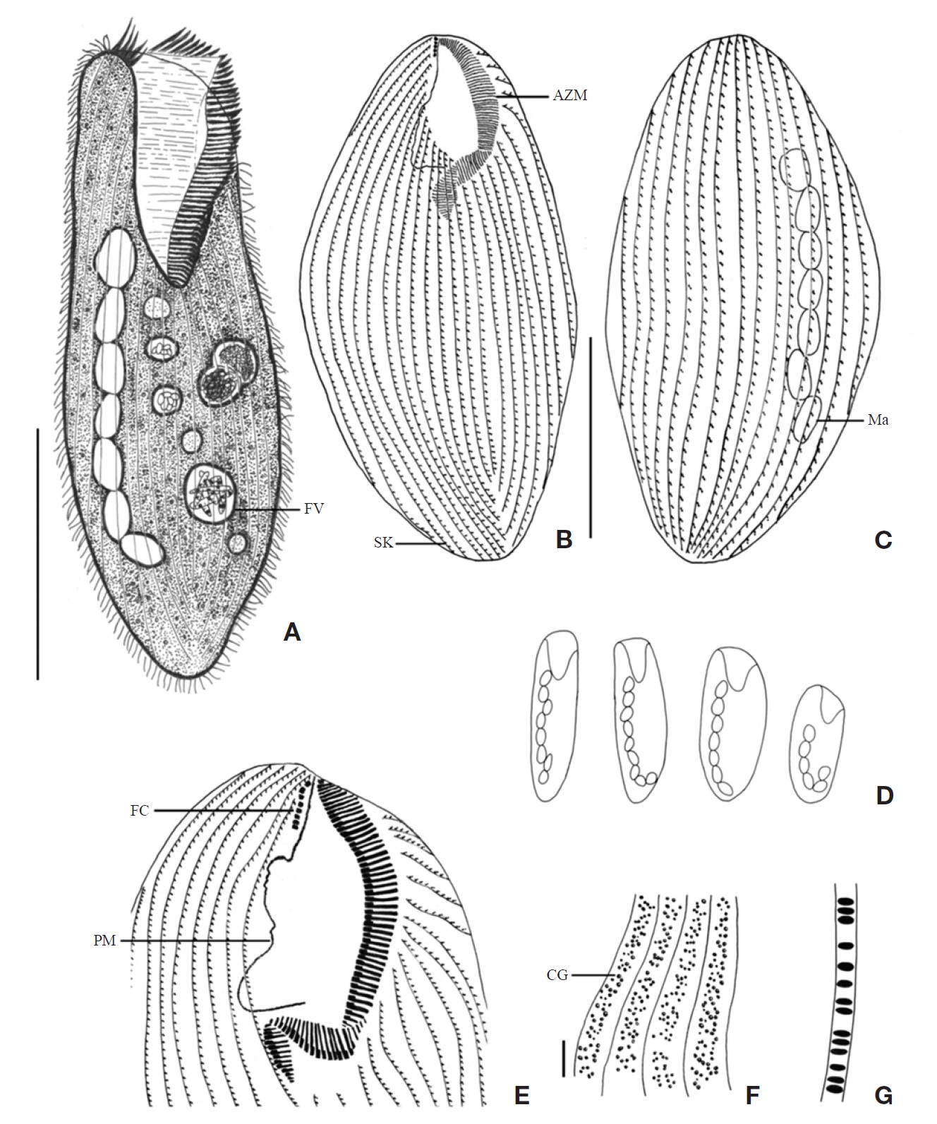 Morphology and infraciliature of Condylostoma curva from live specimens (A, D, F, G) and after protargol impregnation (B, C, E). A, Ventral view of a typical individual; B, Ventral view of impregnated specimen; C, Dorsal view of impregnated specimen; D, Varied body shapes and macronuclear patterns; E, Ventral view of buccal field; F, Pattern of cortical granules; G, Lateral view of cortical granules. AZM, adoral zone of membranelles; CG, cortical granule; FC, frontal cirrus; FV, food vacuole; Ma, macronucleus; PM, paroral membrane; SK, somatic kineties. Scale bars: A, C=100 μm, F=5 μm.