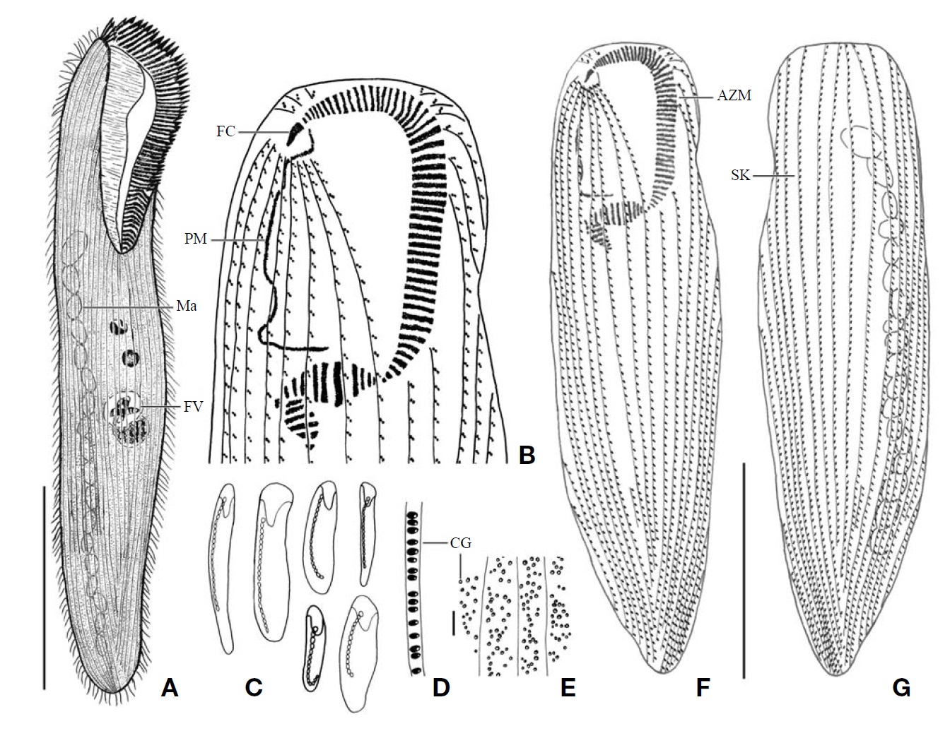 Morphology and infraciliature of Condylostoma minutum from live specimens (A, C-E) and after protargol impregnation (B, F, G). A, Ventral view of a typical individual; B, Ventral view of buccal field; C, The various body shape and macronuclear nodules pattern; D, Lateral view of cortical granules; E, Ventral view of cortical granules; F, Ventral view of impregnated specimen; G, Dorsal view of impregnated specimen. AZM, adoral zone of membranelles; CG, cortical granule; FC, frontal cirrus; FV, food vacuole; Ma, macronucleus; PM, paroral membrane; SK, somatic kineties. Scale bars: A, G=100 μm, E=5 μm.