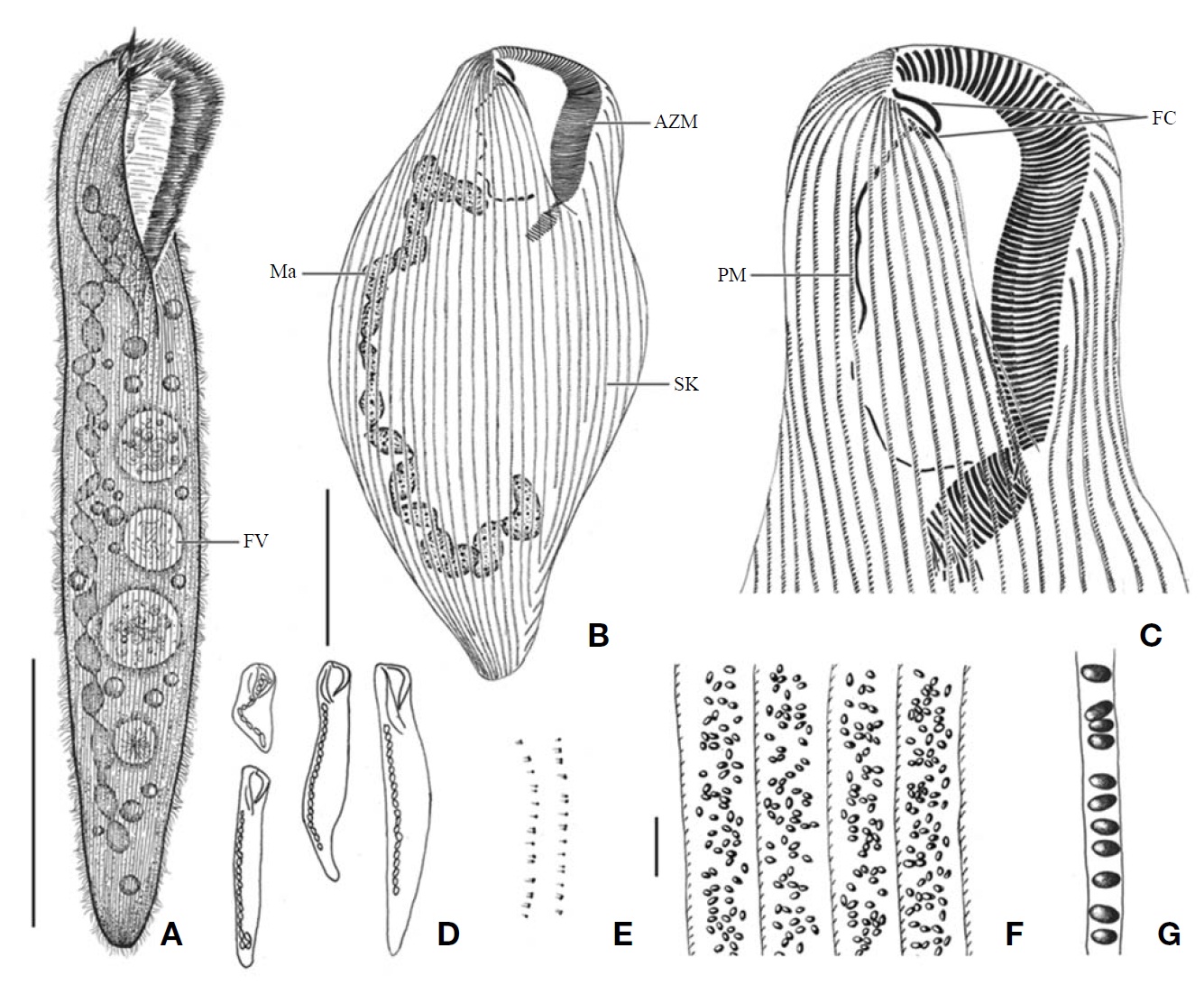 Morphology and infraciliature of Condylostoma spatiosum from live specimens (A, D-G) and after protargol impregnation (B, C). A, Ventral view of a typical individual; B, Ventral view of impregnated specimen; C, Ventral view of buccal field; D, Various body shape and macronuclear nodules pattern; E, Infraciliature of somatic dikinetids; F, Pattern of cortical granules; G, Lateral view of cortical granules. AZM, adoral zone of membranelles; FC, frontal cirrus; FV, food vacuole; Ma, macronucleus; PM, paroral membrane; SK, somatic kineties. Scale bars: A=200 μm, B=100 μm, F=5 μm.