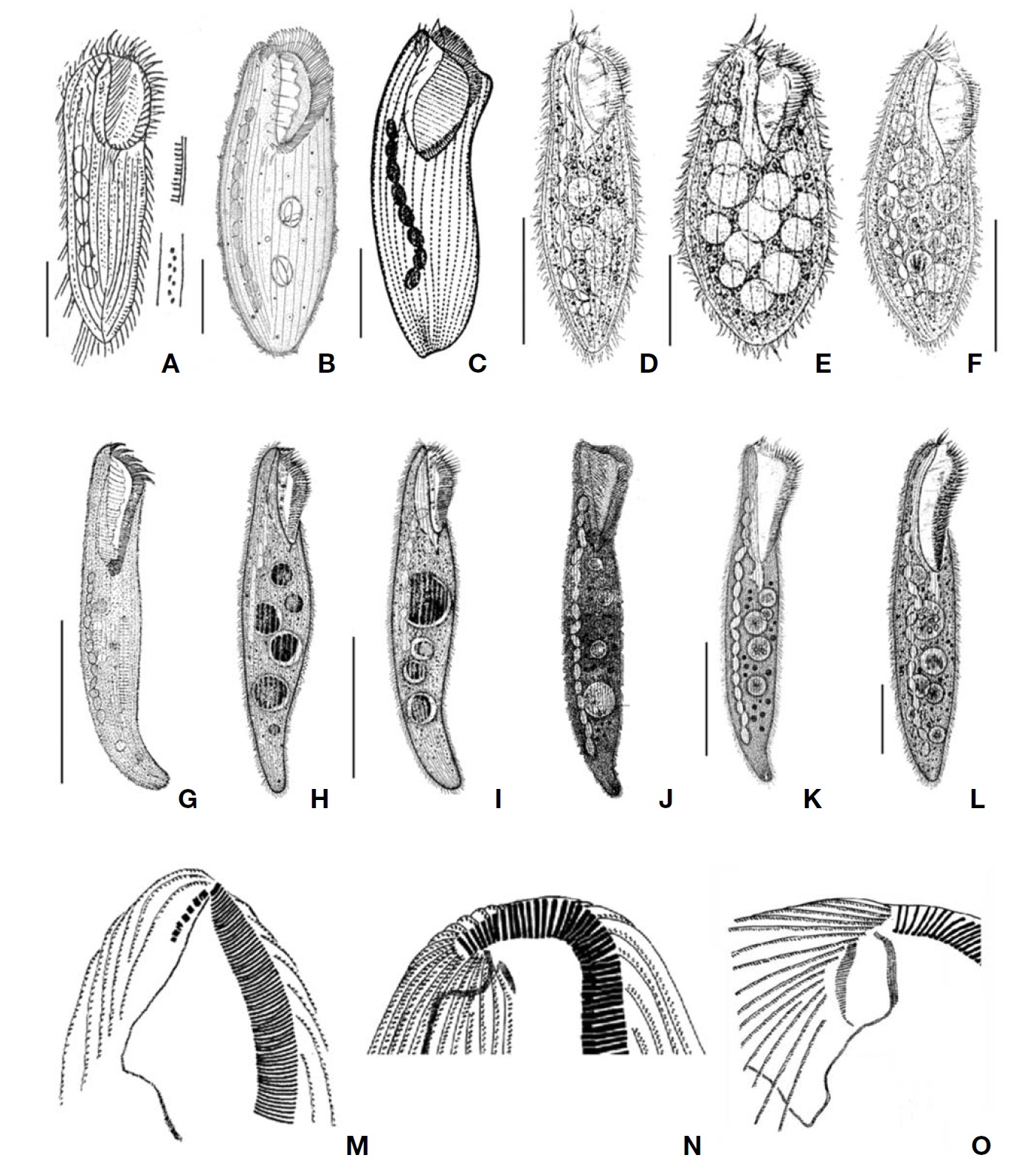 A-F, M, Condylostoma curva Burkovsky, 1970 (A, from Kahl, 1932; B, from Dragesco J, Dragesco-Kern?is A, 1986; C, from Burkovsky, 1970; D-F, from Song et al., 2003); M, The apparatus of frontal cirri (from Song et al., 2003); G-L, N, C. minutum Bullington, 1940 (G, from Bullington, 1940; H, I, Chen et al., 2007); N, The apparatus of frontal cirrus (from Chen et al., 2007); JL, O, C. spatiosum Ozaki and Yagiu in Yagiu, 1944 (J, from Ozaki and Yagiu in Yagiu, 1944; K, L, from Shao et al., 2006); O, The apparatus of frontal cirri (from Chen et al., 2007). Scale bars: A-C, E, F=50 μm, D, G, I, L=100 μm, K=200 μm.
