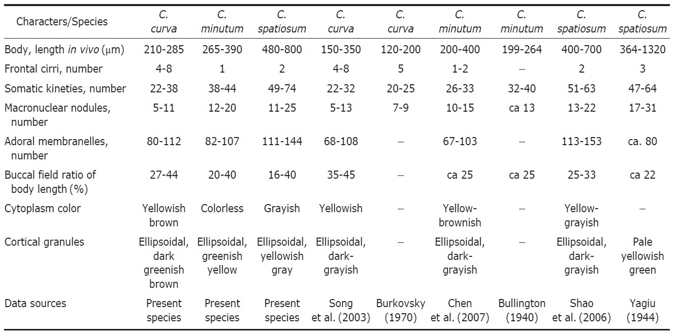 Comparisons of previous studies of Condylostoma curva, C. minutum, and C. spatiosum