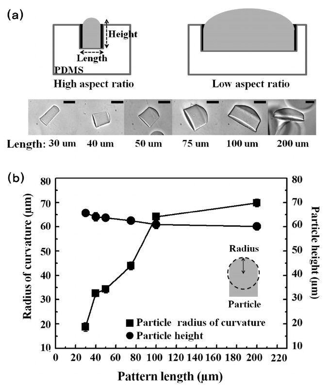 (a) Optical images of particles produced by several mold
having different aspect ratio. Mineral oil as an wetting
fluid is loaded for 3 minutes. Scale bars are 50 μm. (b) the
dimensional analysis of each particle obtained from different
mold.