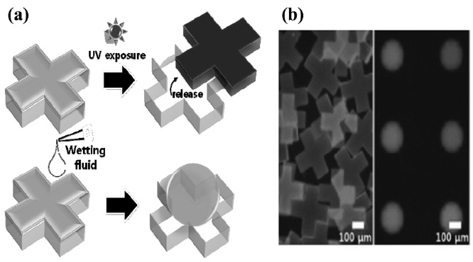 Distinct particle formations in an identical cross-shape micro mold. (a) Schematic diagrams for the particle synthesis procedures, (b) Uniform cross-shaped and spherical particles upon UV exposure, resulting from with and without wetting fluid[23].