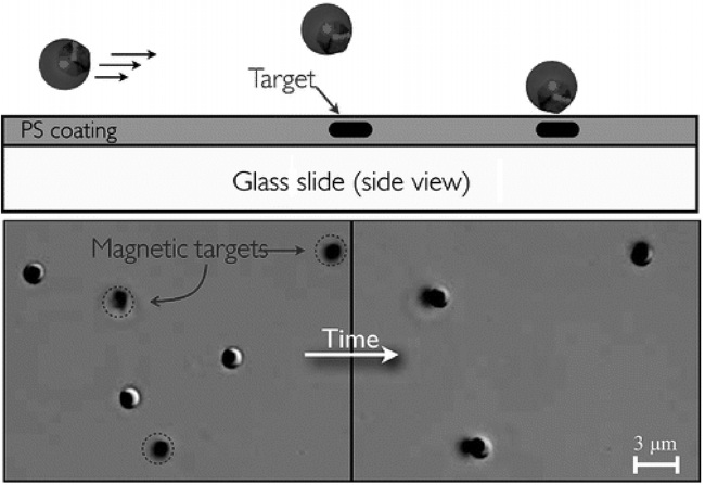 Binding to magnetic targets. Magnetic interactions guide them to land precisely on each magnetic target[25].