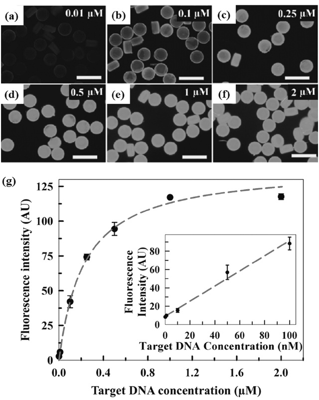The microparticles as a DNA sensor. (a)-(g) The responsiveness and sensitivity of the DNA-PEG microparticles[32].