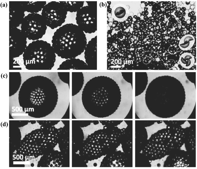 Amphiphilic particles can be used as solid surfactant. (a)-(d) Bright field images of oil drops stabilized by micro particles[16].