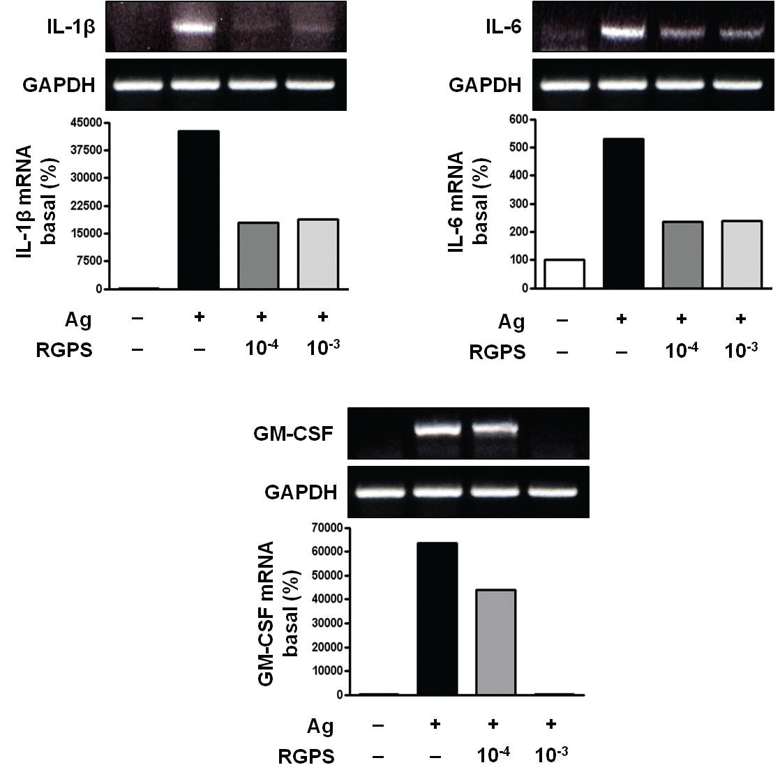 Effects of RGPS on the mRNA expression levels of IL-1β, IL-6 and GM-CSF in IgE/Ag-stimulated RBL-2H3 cells. IgE-sensitized cells were treated with RGPS (10-4 and 10-3 dilution) for 1 h and stimulated with DNP-HSA for 4 h. Detection of mRNA was examined by using RT-PCR analyses. GAPDH was used as an internal control gene.
