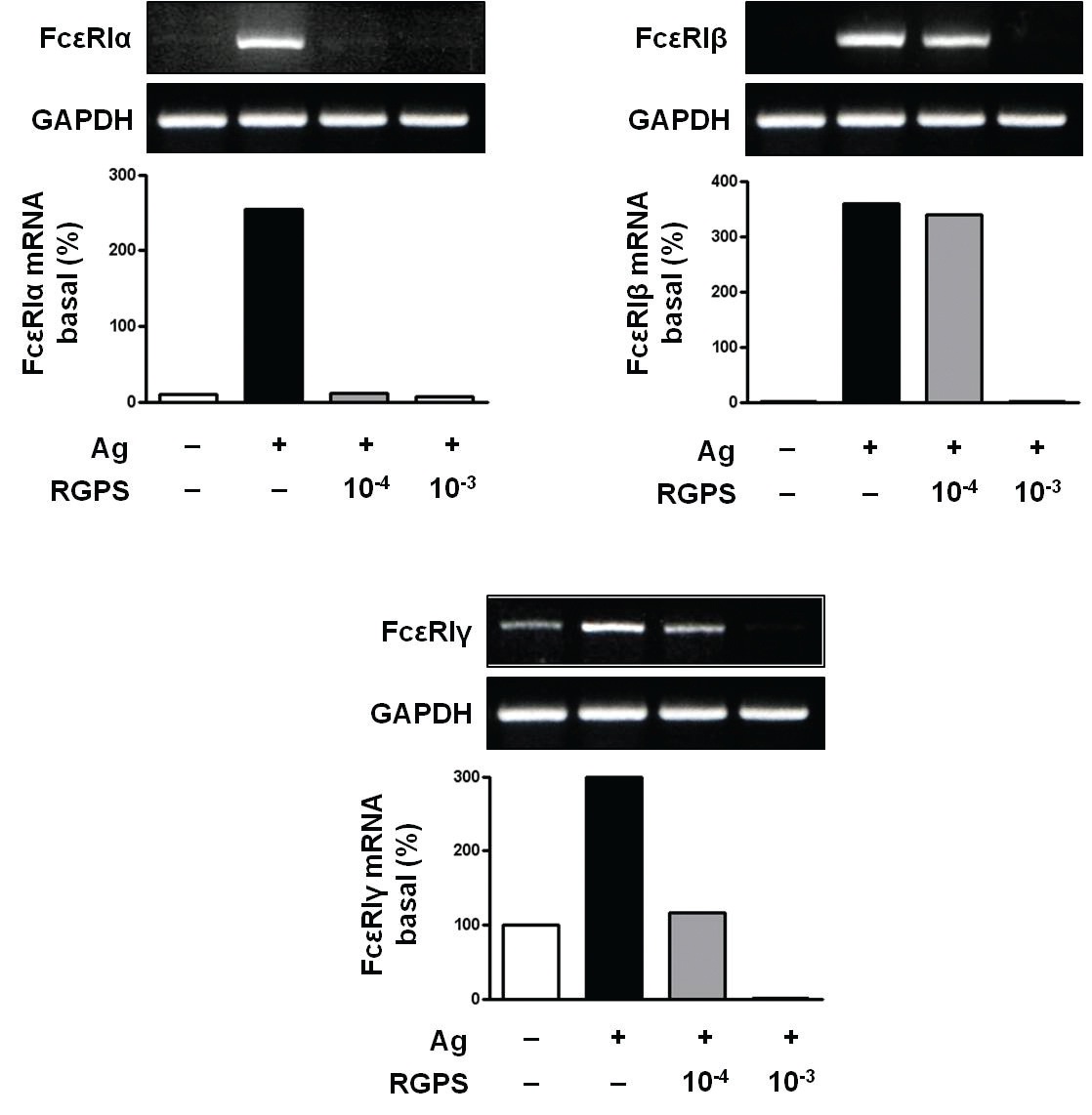 Effects of RGPS on the mRNA expression levels of FcεRIα, FcεRIβ and FcεRIγ, in IgE/Ag-stimulated RBL-2H3 cells. IgE-sensitized cells were treated with RGPS (10-4 and 10-3 dilution) for 1 h and stimulated with DNP-HSA for 4 h. Detection of mRNA was examined by using RT-PCR analyses. GAPDH was used as an internal control gene.