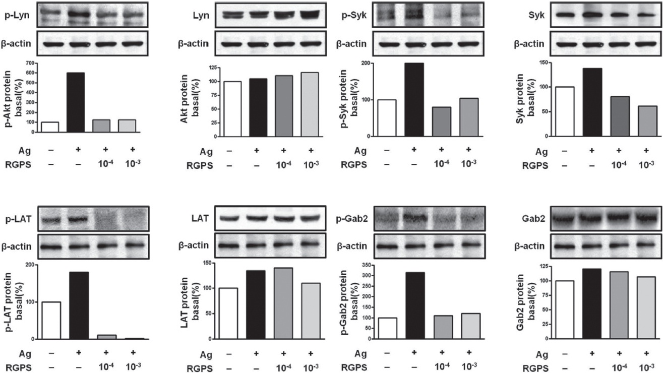 Effects of RGPS on the phosphorylation of Lyn, Syk, LAT and Gab2 in FcεRI-mediated signal transduction of IgE/Ag-stimulated RBL-2H3 cells. IgE-sensitized cells were treated with RGPS (10-4 and 10-3 dilution) for 1 h and stimulated with DNP-HSA for 15 min. The expressions of Lyn, Syk LAT, Gab2 and β-actin and phosphorylations of Lyn, Syk, LAT and Gab2 were assayed by using western blot analyses as described in Materials and methods.