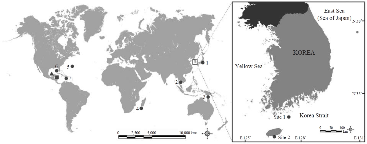 Distribution of genus Paranebalia based on previous records and on the present study. P. longipes (●): 1, Japan; 2, Gulf of Siam; 3, Torres strait; 4, Madagascar; 5, Bermuda islands; 6, Gulf of Mexico; 7, Caribbean Sea (Willemoes-Suhm, 1875; Sars, 1887; Thiele, 1904; Verrill, 1923; Hale, 1929; Clark, 1932; Brattegard, 1970; Gamo and Takizawa, 1986; Ledoyer, 1994, 2001; Haney and Martin, 2004; Martin and Haney, 2009; Roccatagliata et al., 2010). P. ayalai (▲): Campeche Bay, Gulf of Mexico (Escobar Briones and Alcocer Durand, 2003). P. belizensis (■): Twin cays, Belize (Modlin, 1991).