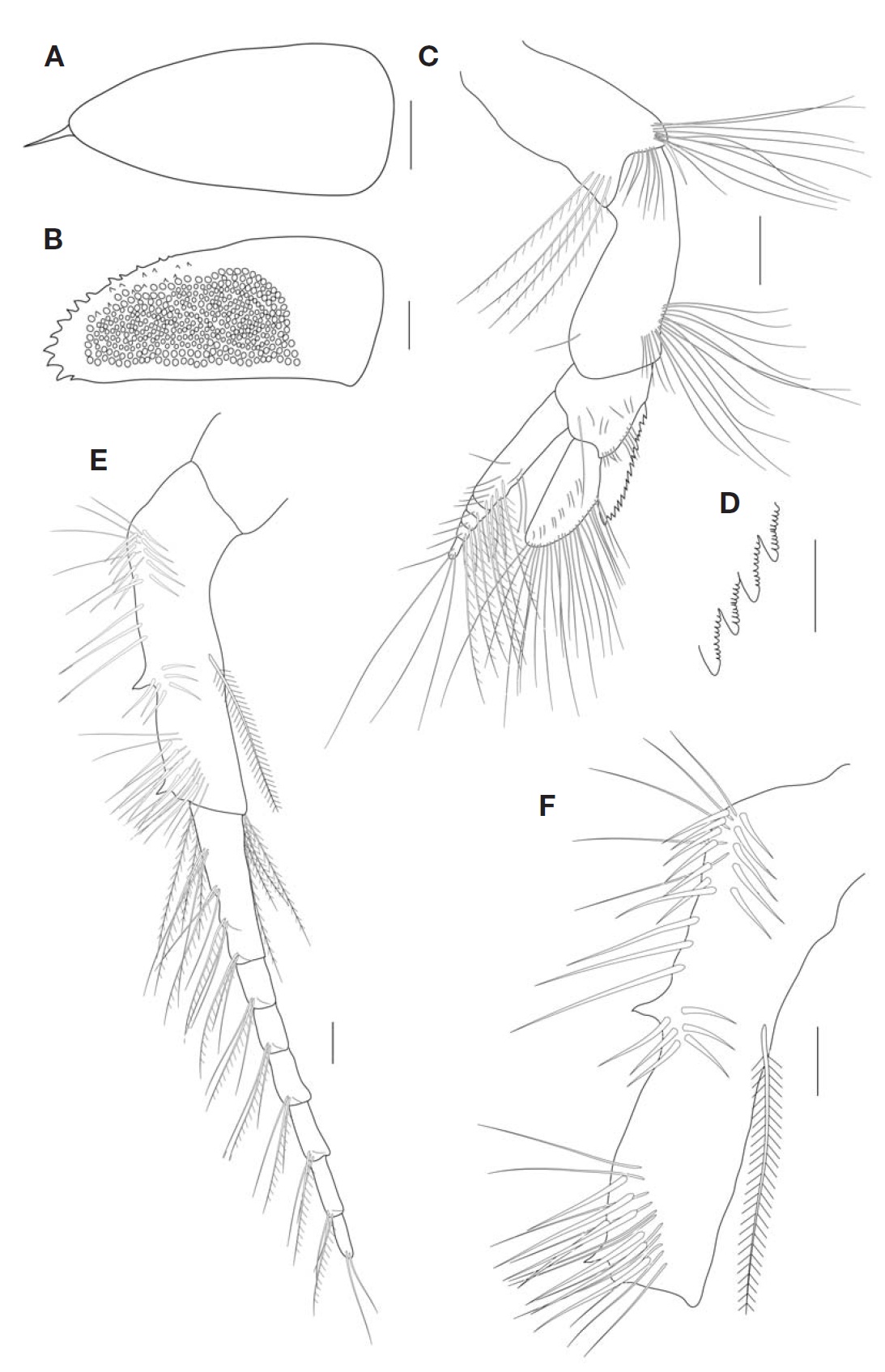 Paranebalia longipes, female. A, Rostrum, dorsal view; B, Eye, lateral view; C, Antennule, lateral view; D, Antennule fourth article, serration on denticles of flange; E, Antenna, lateral view; F, Antenna, third article, external side, lateral view. Scale bars: A, C, E=0.2 mm, B, D, F=0.1 mm.