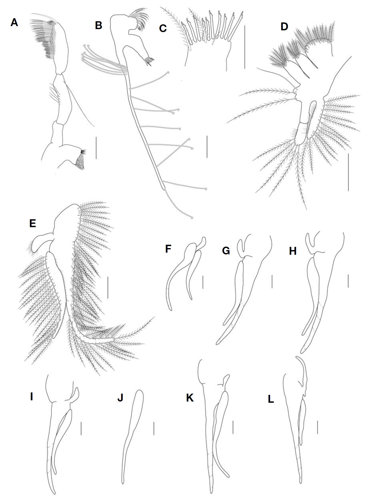 Paranebalia longipes, female. A, Mandibular palp; B, First maxilla; C, First maxilla, distal endite; D, Second maxilla; E, Thoracopod 1, showing setation; F, Thoracopod 2; G, Thoracopod 3; H, Thoracopod 4; I, Thoracopod 5; J, Thoracopod 6; K, Thoracopod 7; L, Thoracopod 8. Scale bars: A, B, D-L=0.2 mm, C=0.1 mm.