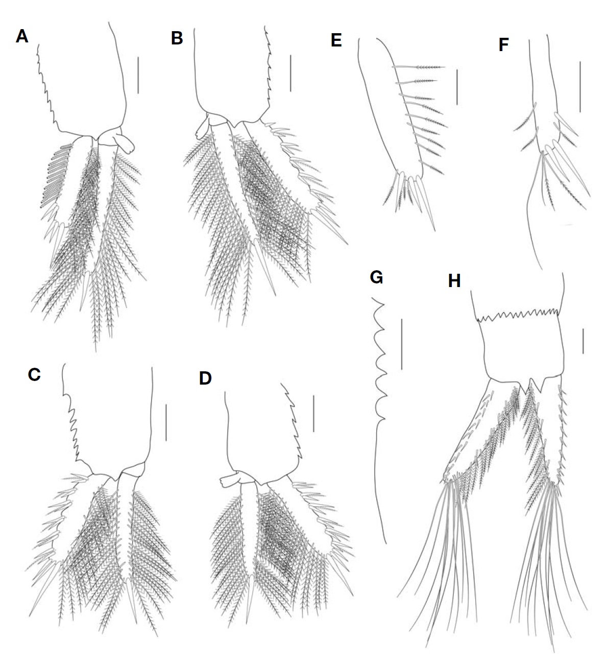 Paranebalia longipes, female. A, Pleopod 1, lateral view (only half of setae of spine row illustrated); B, Pleopod 2, lateral view; C, Pleopod 3, lateral view; D, Pleopod 4, lateral view; E, Pleopod 5; F, Pleopod 6; G, Pleonite 7, posterior lateral border, denticles; H, Uropod, ventral view. Scale bars: A-D, H=0.2 mm, E-G=0.1 mm.