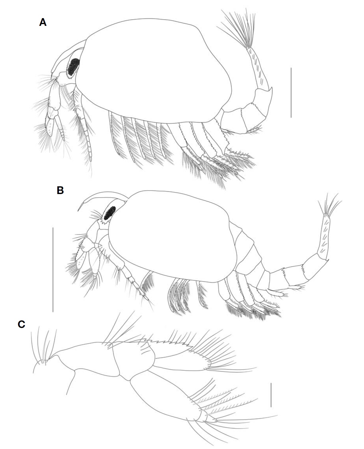 Paranebalia longipes. A, Female, lateral view; B, Male, lateral view; C, Male, antennule, lateral view. Scale bars: A, B=1 mm, C=0.1 mm.