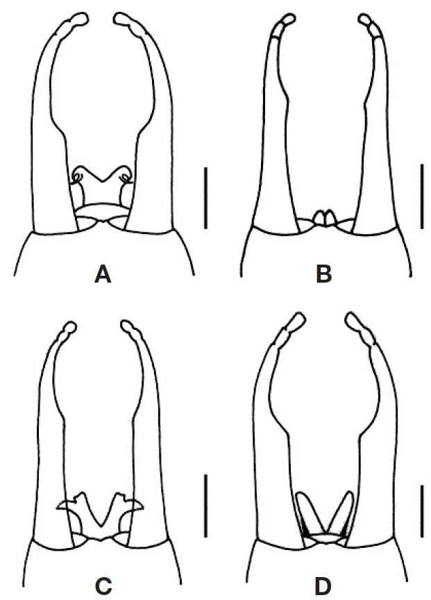 Male imago genitalia: A, Ulmerophlebia annulata; B, U. minuta; C, U. mjobergi; D, U. pipinna. Scale bars: A-D=0.2 mm.