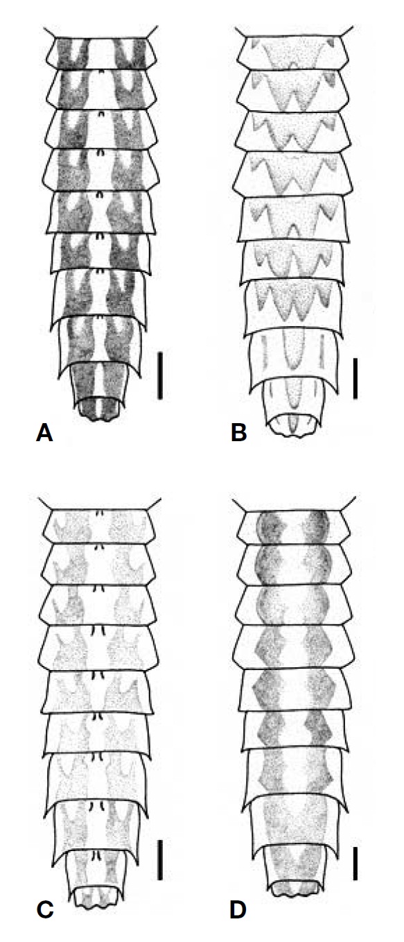 Larval dorsal abdomen: A, Ulmerophlebia annulata; B, U. deani; C, U. mjobergi; D, U. pipinna. Scale bars: A-D=0.5 mm.