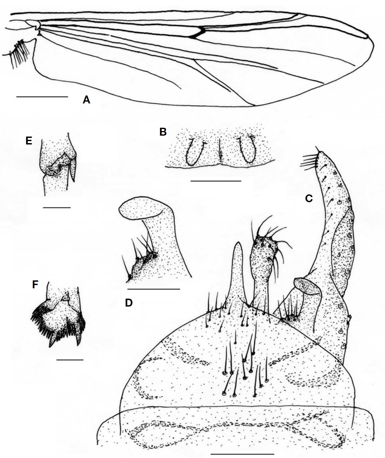 Chironomus jangchungensis sp. nov. (male). A, Wing; B, Frontal tubercle; C, Hypopygium; D, Superior volsella; E, Apical
spur of fore tibia; F, Comb scales of hind tibia. Scale bars: A=0.5 mm, B, D-F=0.05 μm, C=0.1 μm.