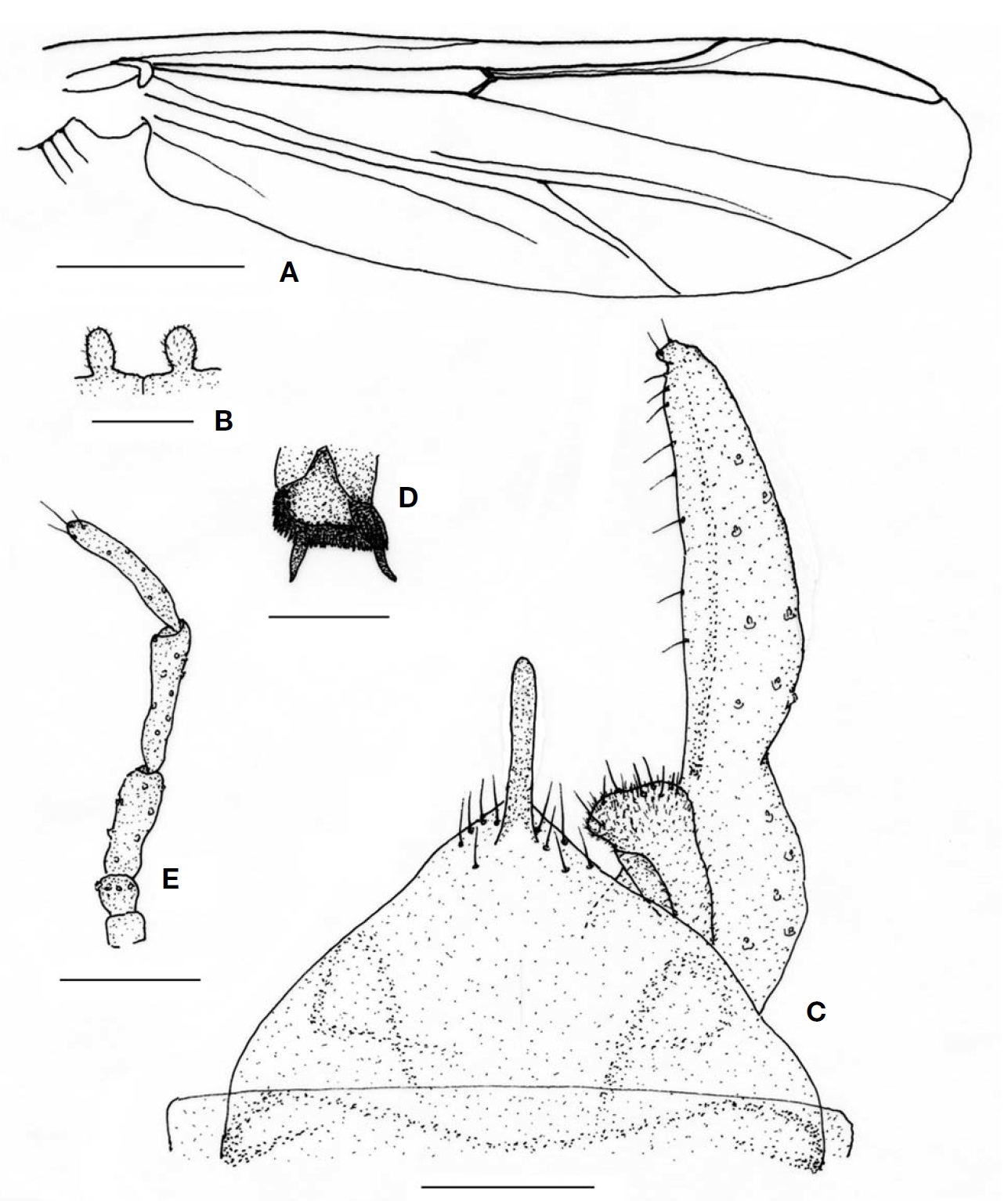 Demicryptochironomus paracamptolabis sp. nov. (male). A, Wing; B, Frontal tubercle; C, Hypopygium; D, Comb scale of hind
tibia; E, Palp. Scale bars: A=0.3 mm, B=0.03 μm, C, D=0.05 μm, E=0.1 μm.