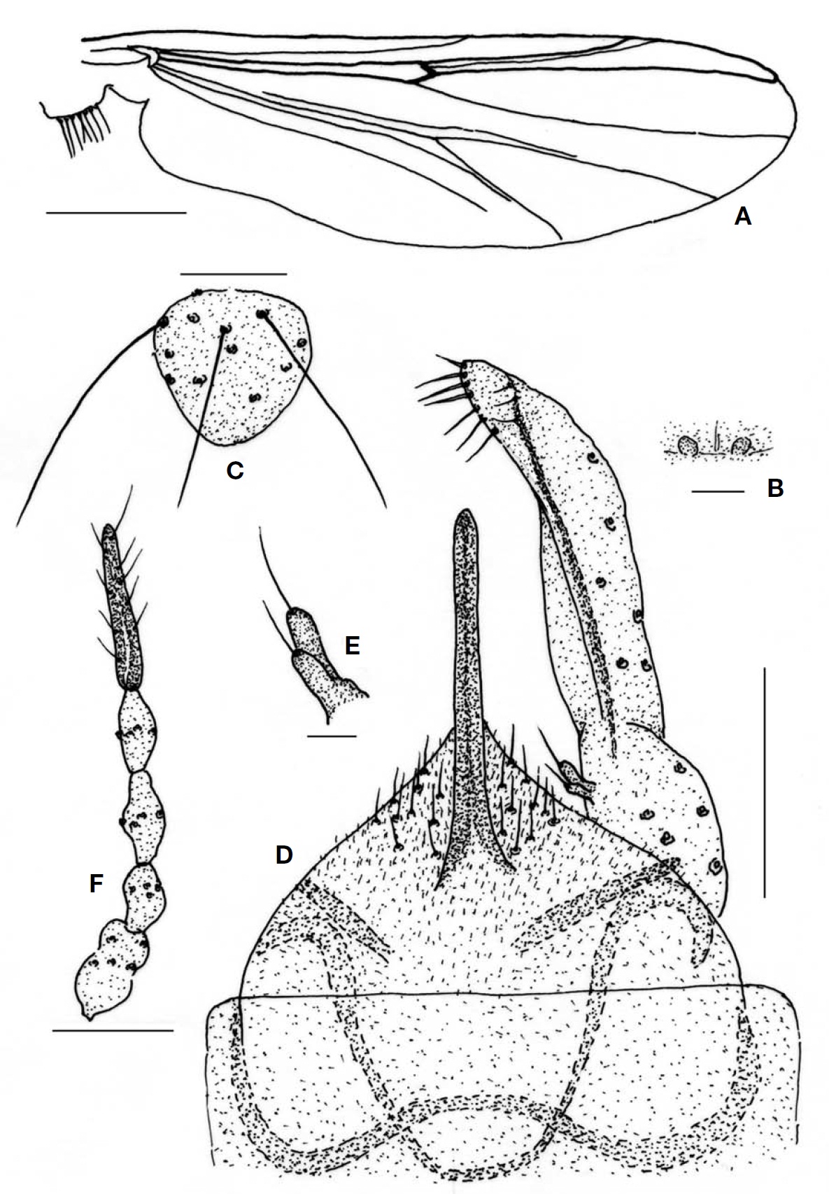 Demicryptochironomus wontongensis sp. nov. (male). A, Wing; B, Frontal tubercle; C, Clypeus; D, Hypopygium; E, Superior
volsella; F, Antenna (Female). Scale bars: A=0.5 mm, B=0.02 μm, C=0.05 μm, D, F=0.1 μm, E=0.10 μm.