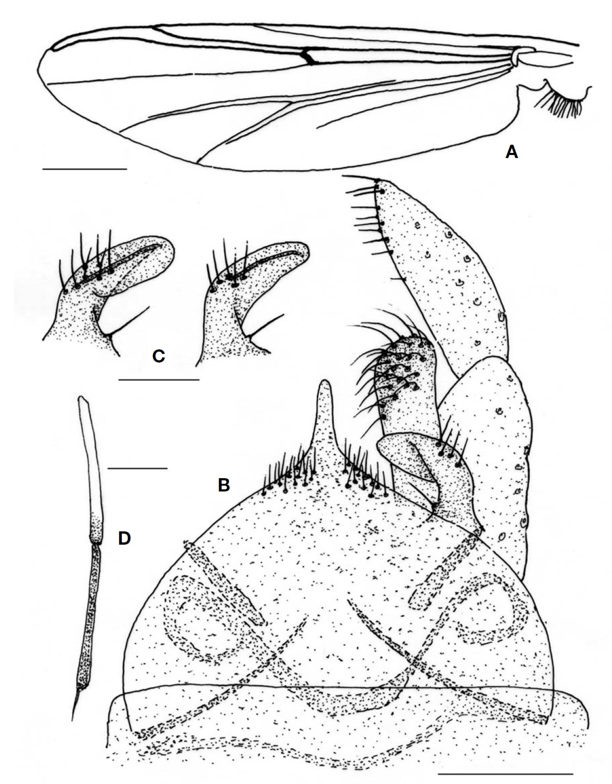 Microtendipes paratamagouti sp. nov. (male). A, Wing; B, Hypopygium; C, Variation of superior volsella; D, Fore femur and
tibia. Scale bars: A, D=0.5 mm, B=0.1 μm, C=0.05 μm.