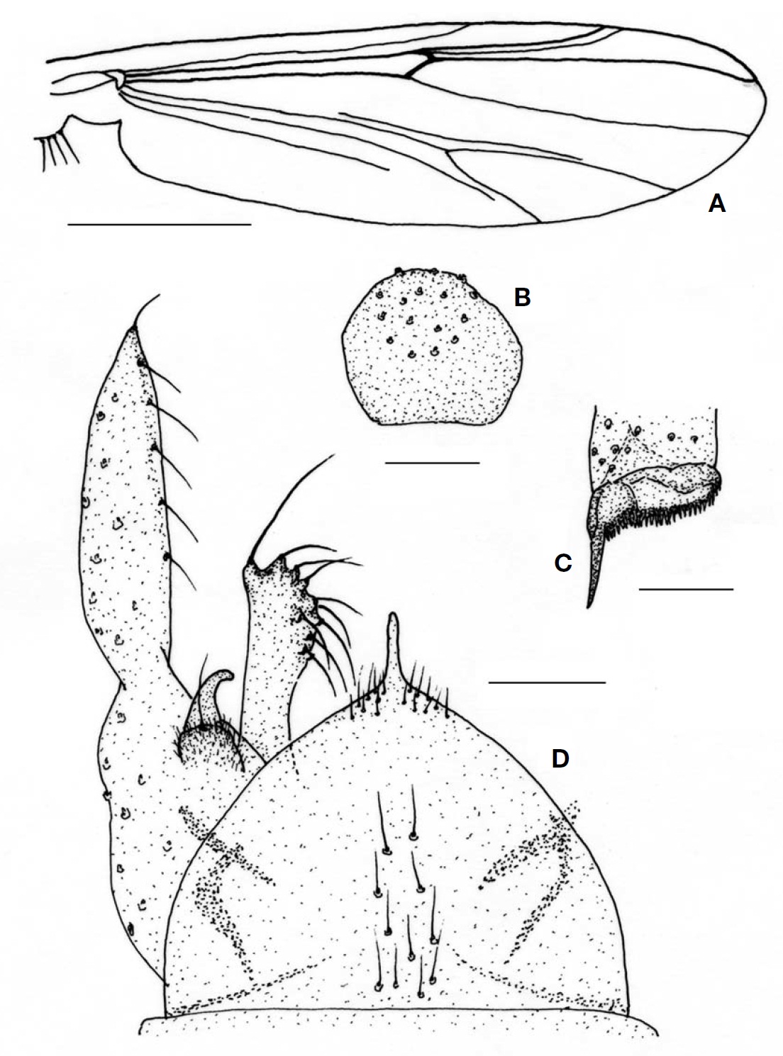 Polypedilum macrohemisphere sp. nov. (male). A, Wing; B, Clypeus; C, Hind tibial combs; D, Hypopygium. Scale bars: A=0.5
mm, B-D=0.05 μm.