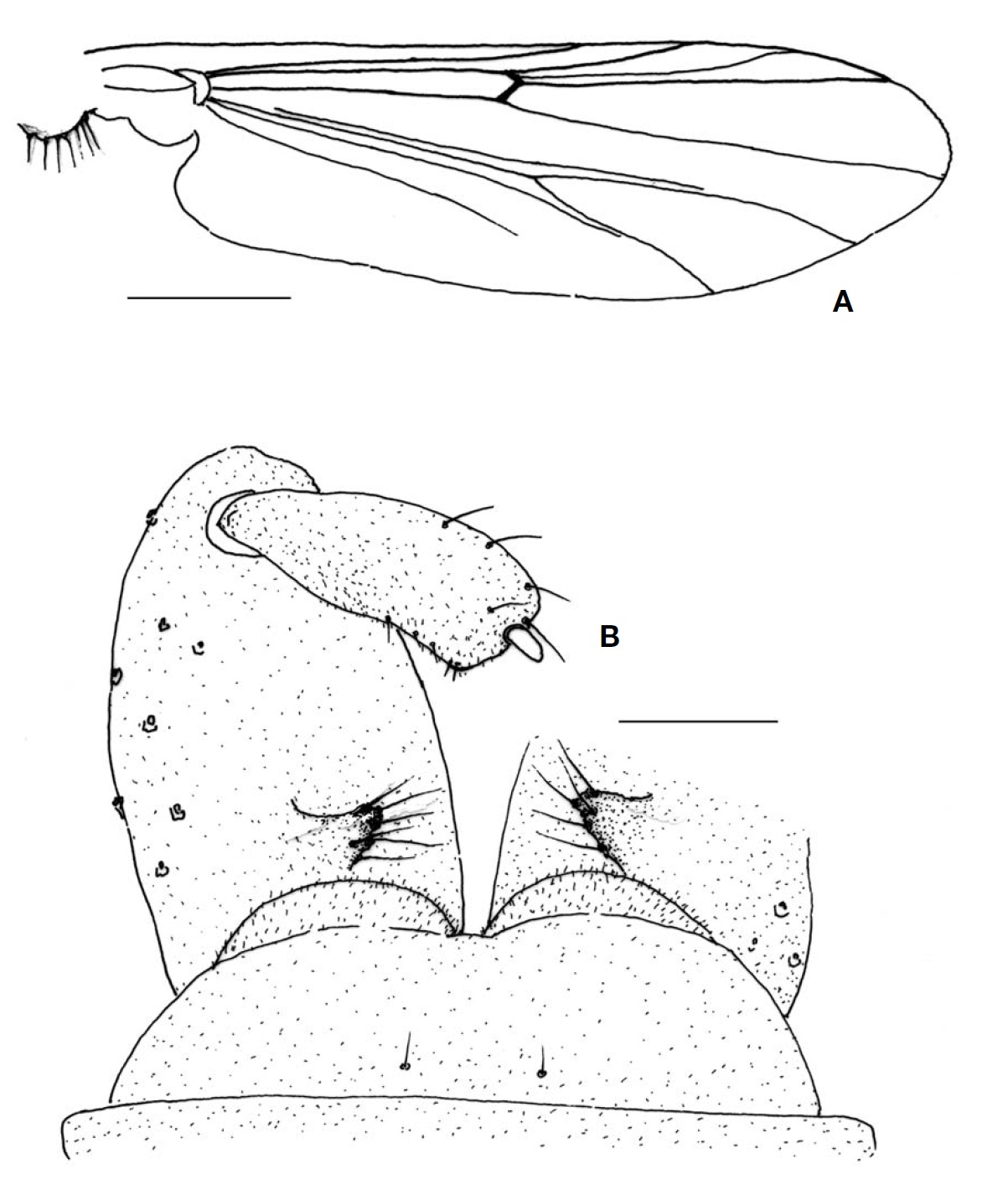 Eukiefferiella busanensis sp. nov. (male). A, Wing; B, Hypopygium. Scale bars: A=0.3 mm, B=0.5 μm.