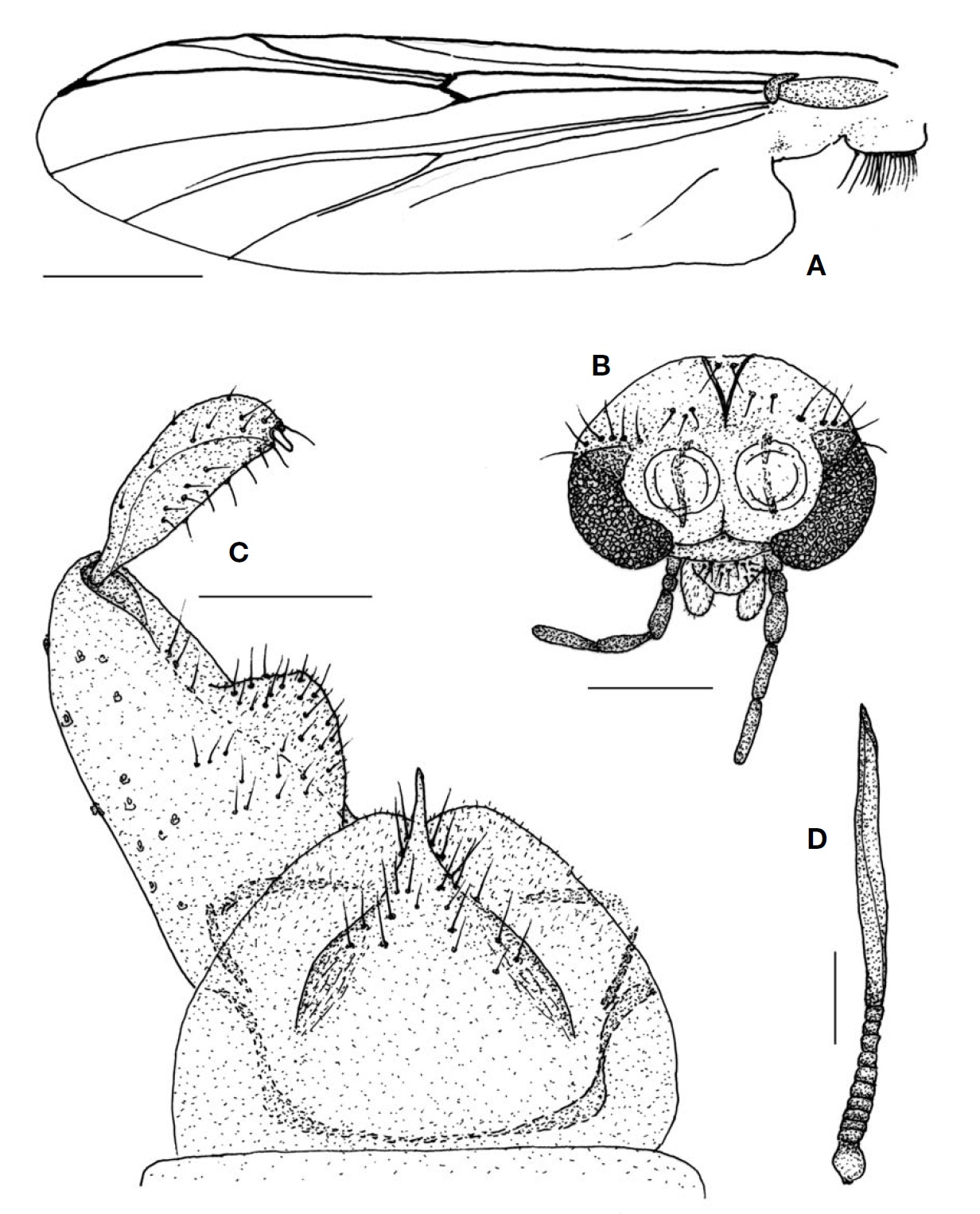 Psectrocladius paratogaminimus sp. nov. (male). A, Wing; B, Head; C, Antenna; D, Hypopygium. Scale bars: A=0.5 mm,
B=0.3 μm, C=0.2 μm, D=0.1 μm.