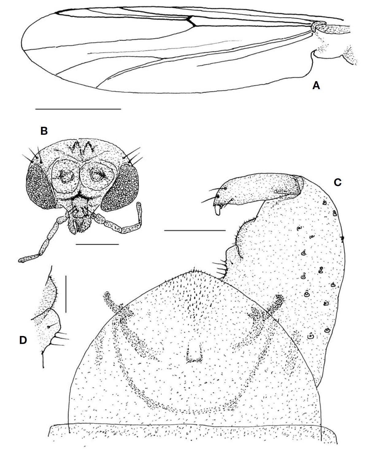 Pseudosmittia seosania sp. nov. (male). A, Wing; B, Head; C, Hypopygium; D, Gonocoxal inner lobe. Scale bars: A=0.5
mm, B=0.2 μm, C=0.5 μm, D=0.02 μm.
