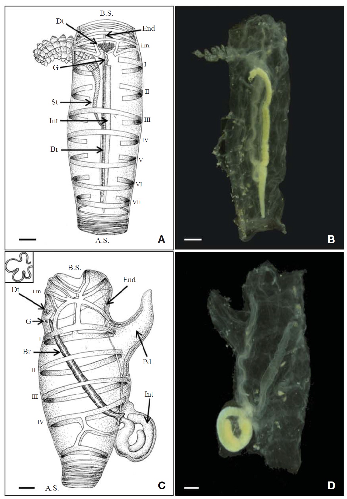 Cyclosalpa affinis (Chamisso, 1819). A, B, Solitary zooid, dorsal view; C, D, Aggregate zooid; C, Right side view; D, Left side view. A.S., atrial siphon; Br, branchial septum; B.S., buccal siphon; Dt, dorsal turbercle; End, endostyle; G, ganglion; i.m., intermediate muscle; Int, Intestine; I-VI, body muscles; Pd., peduncle; St, stolon. Scale bars: A, B=6 mm, C, D=3mm.