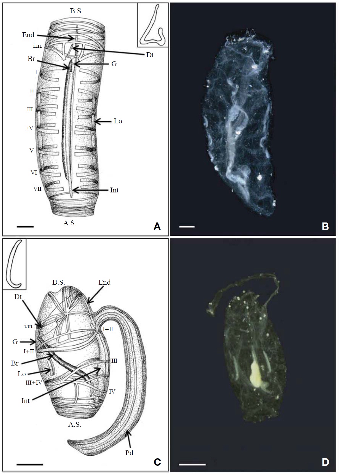 Cyclosalpa sewelli Metcalf, 1927. A, B, Solitary zooid, dorsal view; C, D, Aggregate zooid; C, Right side view; D, Dorsal view. A.S., atrial siphon; Br, branchial septum; B.S., buccal siphon; Dt, dorsal turbercle; End, endostyle; G, ganglion; i.m., intermediate muscle; Int, Intestine; I-VI, body muscles; Lo, light organs; Pd., peduncle. Scale bars: A, B=1 mm, C, D=2 mm.