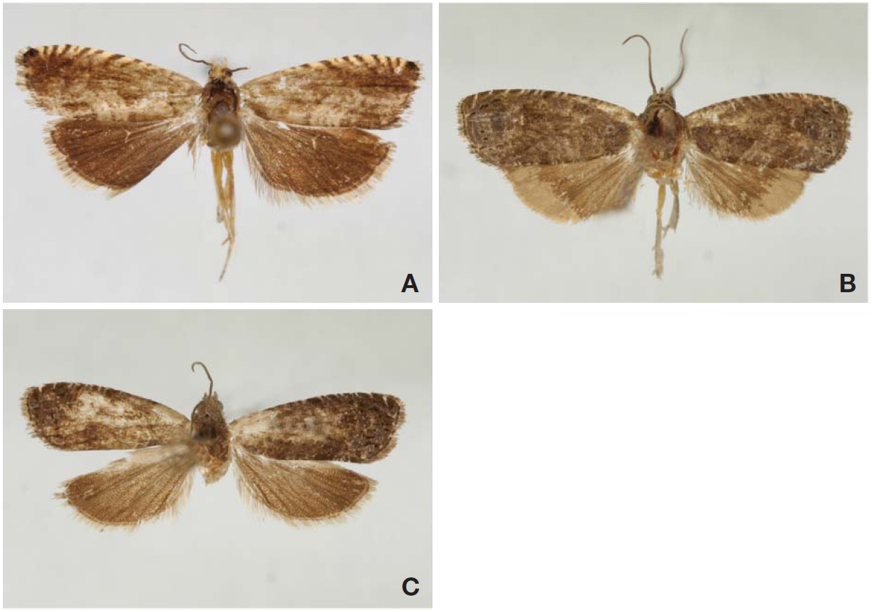 Adults of Grapholita: A, G. delineana; B, G. dimorpha; C, G. molesta.