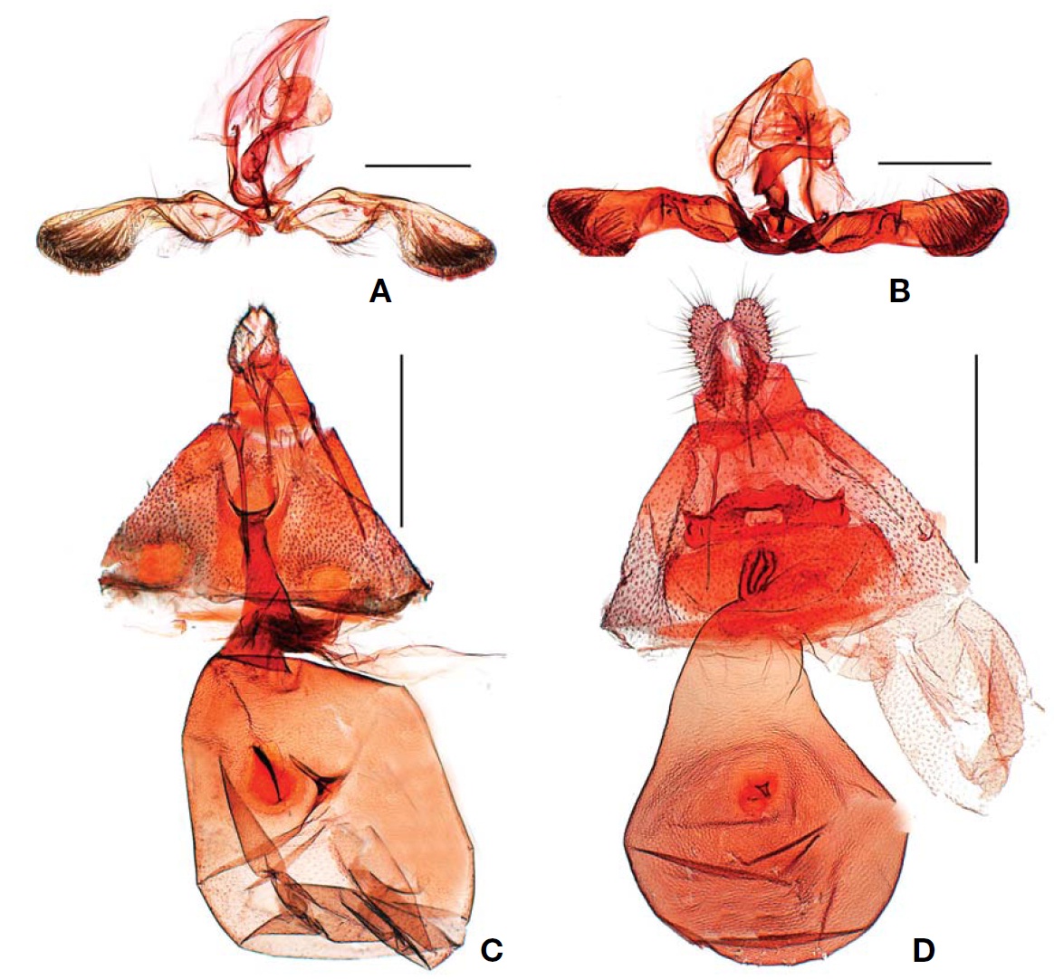Male and female genitalia: A, Male genitalia of Grapholita dimorpha; B, Male genitalia of G. molesta; C, Female genitalia of G. delineana; D, Female genitalia of G. molesta. Scale bars: A-D=0.5 mm.