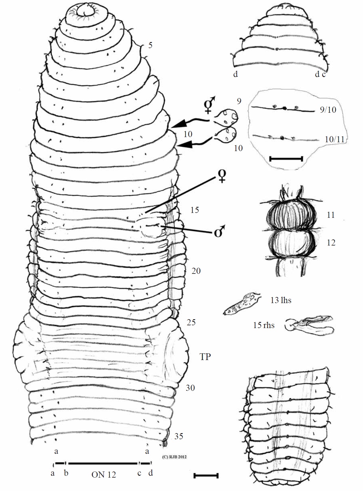 Eisenia gaga: holotype (contracted specimen #1 IV000245509) ventral view of anterior, prostomium and dorsal pores, enlargement of spermathecal and dorsal pores; spermathecae in situ, sketch of calciferous glands in 11 and 12 ovaries in 13 lhs, nephridium in 15 rhs; posterior and pygidium, and actual setal ratios on segment 12. rhs, right hand side; lhs, left hand side. Scale bars=1 mm.