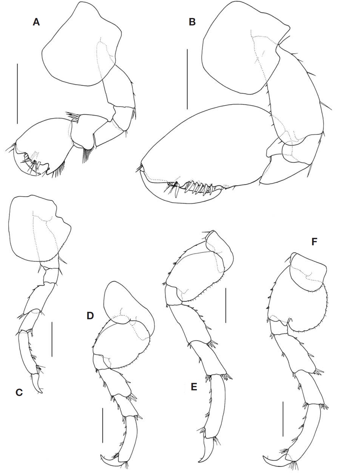 Protohyale pumila (Hiwatari and Kajihara), male. A, Gnathopod 1; B, Gnathopod 2; C, Pereopod 2; D, Pereopod 3; E, Pereopod 4; F, Pereopod 5. Scale bars: A-F=0.5 mm.