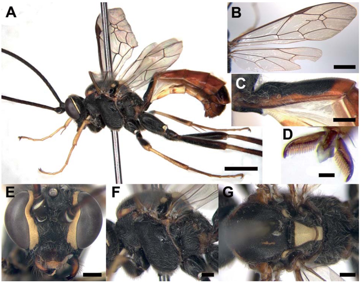 Rynchobanchus minomensis (Uchida, 1933), female. A, Lateral habitus; B, Fore wing; C, Petiole in lateral; D, Tarsal claw; E, Head in anterior; F, Mesosoma in lateral; G, Mesosoma in dorsal. Scale bars: A, B=2 mm, C, E-G=0.5 mm, D=0.1 mm.
