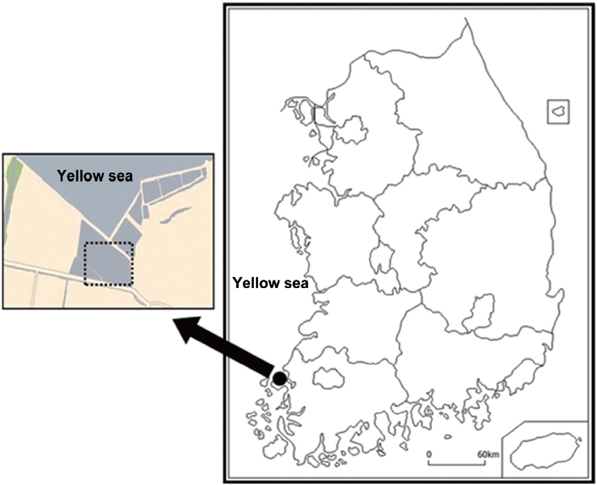 A map showing the study site: Naeyang-ri, jido-eup, Sinaan-gun, Jeollanam-do, Korea (N 35°05' 52.4", E 126°12' 42.5" ; Tokyo datum).