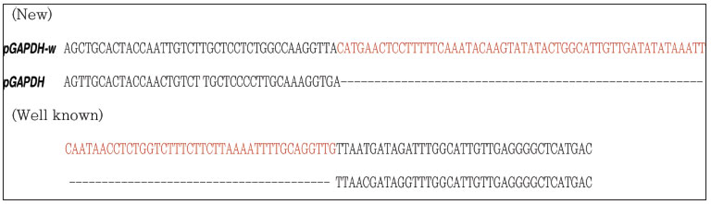 DNA sequence alignment of the pGAPDH-w gene with known pGAPDH genes across the species. Novel sequences are in red.