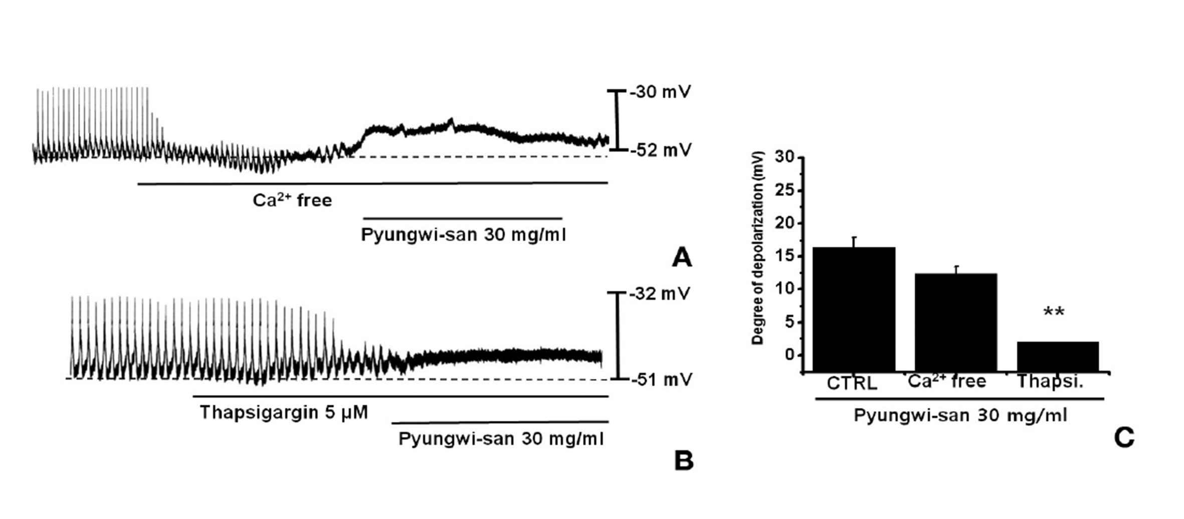 Effects of pretreatment with an external Ca2+-free solution or thapsigargin, a Ca2+-ATPase inhibitor, in the endoplasmic reticulum and of U-73122, an active phospholipase C inhibitor, on PWS-induced pacemaker potentials in cultured ICCs. A: ICCs were isolated from the Balb/c small intestine after primary cell culture for various doses of PSW (5 to 50 mg/mL) and the clamping mode (I = 0). The external Ca2+-free solution eliminated the generation of pacemaker potentials. Under these conditions, PWS-induced (30 mg/ml) membrane depolarizations were produced. B: Thapsigargin (5 ㎛) eliminated the generation of pacemaker potentials. Thapsigargin blocked the PWSinduced (30 mg/ml) membrane depolarizations. C: Summary of the responses to PWS in the presence of an external Ca2+-free solution and thapsigargin. Bars represent the mean values ± SE. **(P < 0.01) Significantly different from the untreated control. CTRL: Control.
