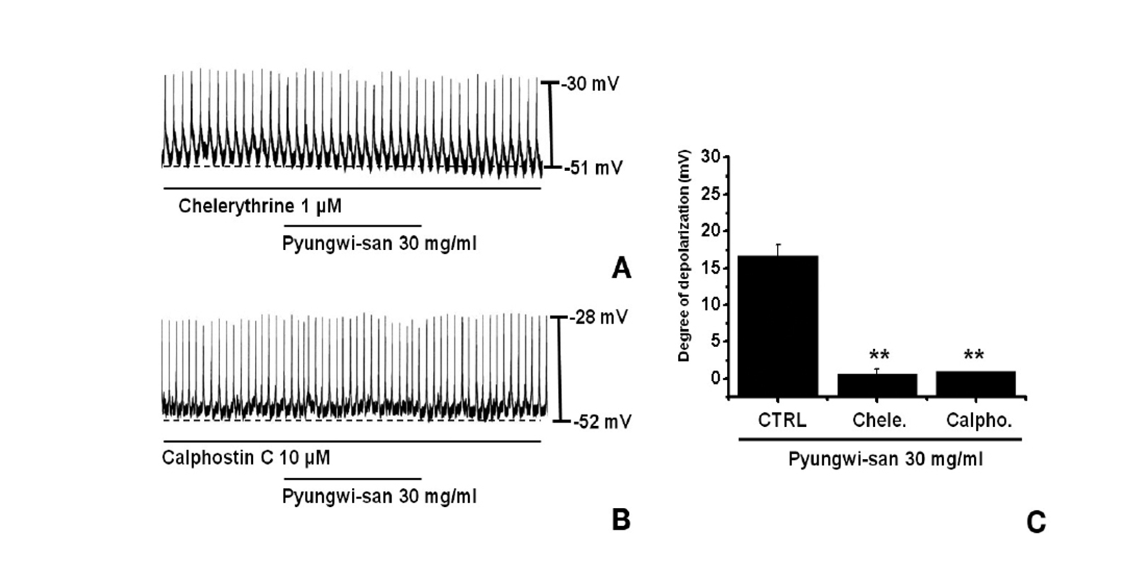 Effects of chelerythrine or calphostin C, an inhibitor of protein kinase C, on PWS-induced pacemaker potentials in cultured ICCs of the murine small intestine. A, B: ICCs were isolated from the Balb/c small intestine after primary cell culture for various doses of PSW (5 to 50 mg/mL) and the clamping mode (I = 0). Pacemaker potentials of ICCs exposed to PWS (30 mg/ml) in the presence of chelerythrine (1 ㎛) or calphostin C (10 ㎛) are shown. Under these conditions, PWS did not cause membrane depolarizations. C: Summary of the responses to PWS in the presence of chelerythrine or calphostin C. Bars represent the mean values ± SE **(P < 0.01) Significantly different from the untreated control. CTRL: Control.