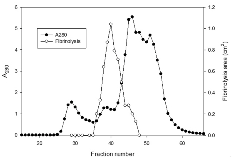 Gel filtration chromatography of the combined sample from the Q-Sepharose column (Fig 1) on a Sephadex G-75 column (2.5 cm
x 109 cm) equilibrated in 50 mM Tris-HCl, pH 7.6, 0.15 M NaCl. The flow rate was 14 ml/hr and the fraction volume was 7 ml. The pooled
sample of the fractions 39-42 was subjected to subsequent chromatography in (Fig 3) and to SDS-PAGE in (Fig 4), lane D.